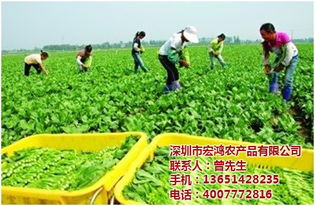 宏鴻農產品集團 專業(yè)工廠蔬菜配送，保障健康餐桌